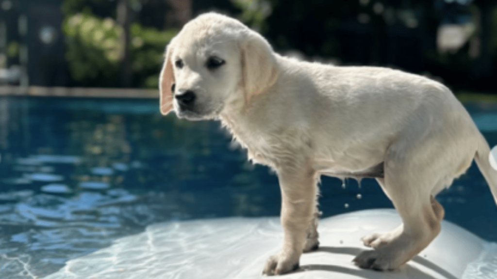 Neil Patrick Harris' Dog Bianca