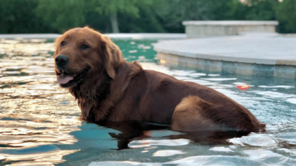 Carson Wentz's Dog Jersey