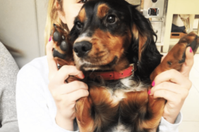 Gordon Ramsay's Dog Bruno