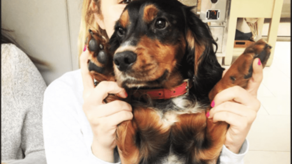 Gordon Ramsay's Dog Bruno