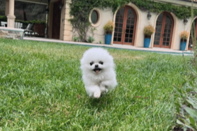 Paris Hilton's Dog
