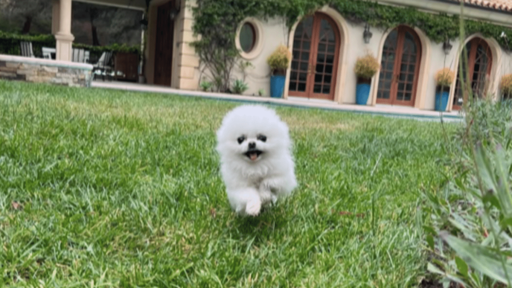Paris Hilton's Dog