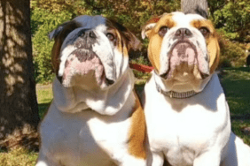 Ice-T's Dog