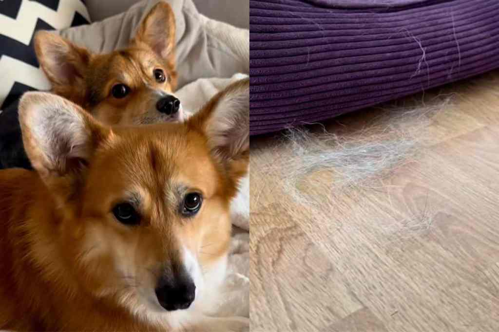 Dog hair makes home look like old west.