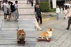 Video of dog skateboarding