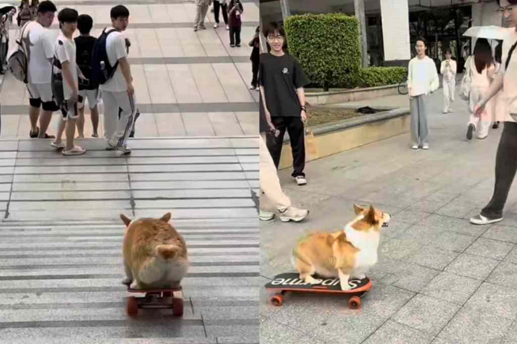 Video of dog skateboarding