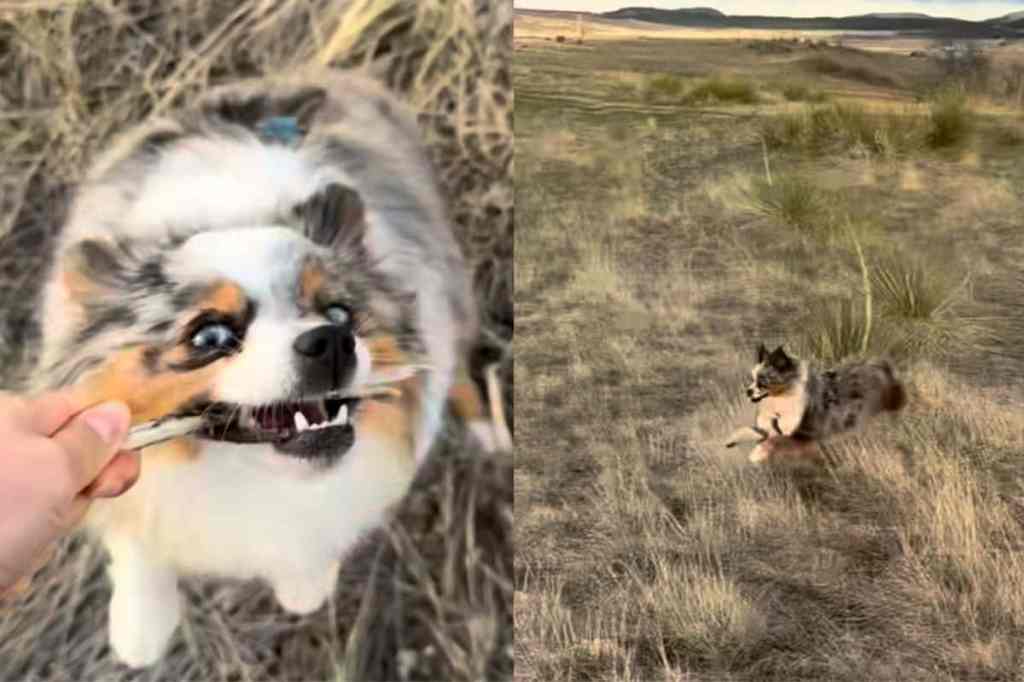 Dog hopping like a bunny.