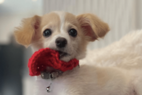 Glen Powell's Dog Brisket
