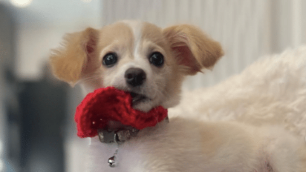 Glen Powell's Dog Brisket