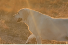 Ree Drummond's Dog Lucy