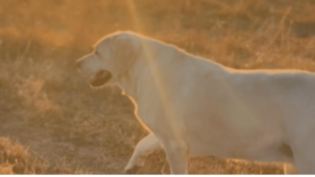 Ree Drummond's Dog Lucy