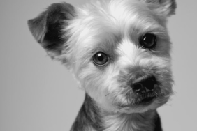 Simon Cowell's Dog Freddie