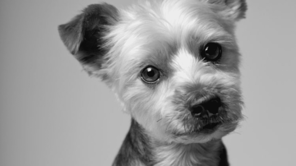 Simon Cowell's Dog Freddie