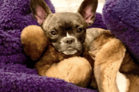 Neil Patrick Harris' Dog Spike