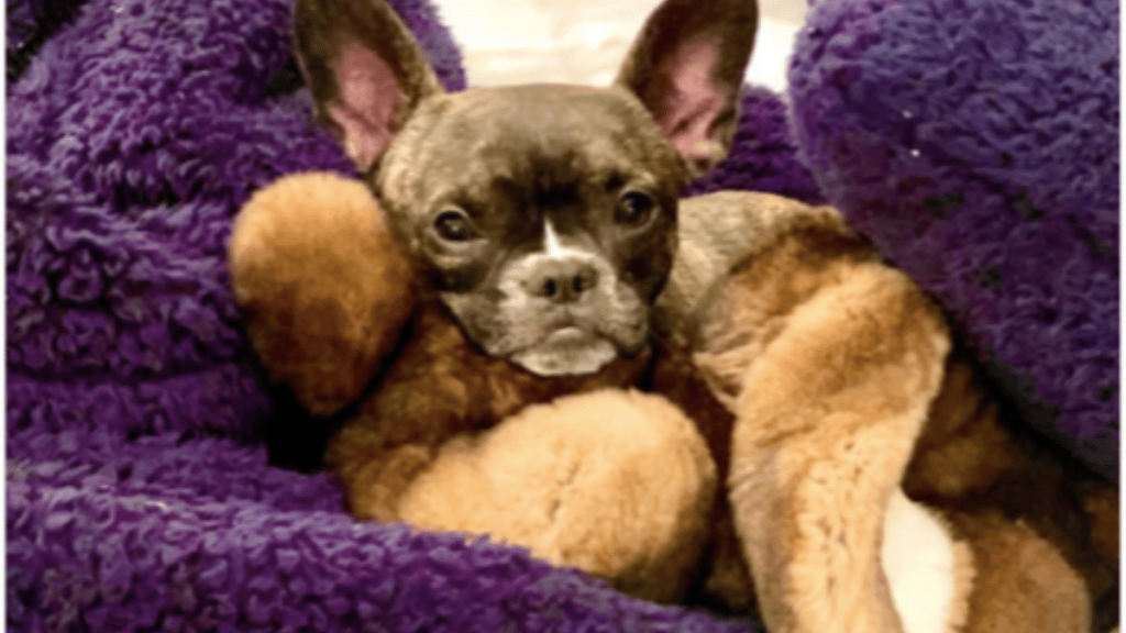 Neil Patrick Harris' Dog Spike