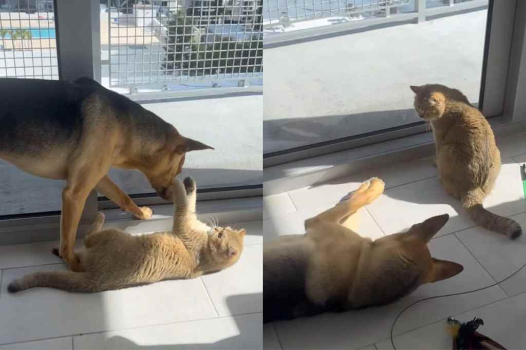 Video of rescue dog and cat playing.