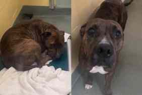 Video of shelter dog