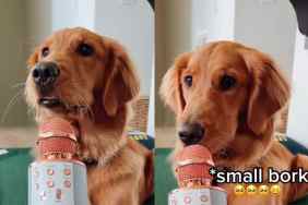 Video of dog barking.