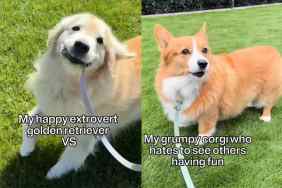 Video of extrovert and introvert dog.