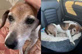 Video of senior dog after adoption.