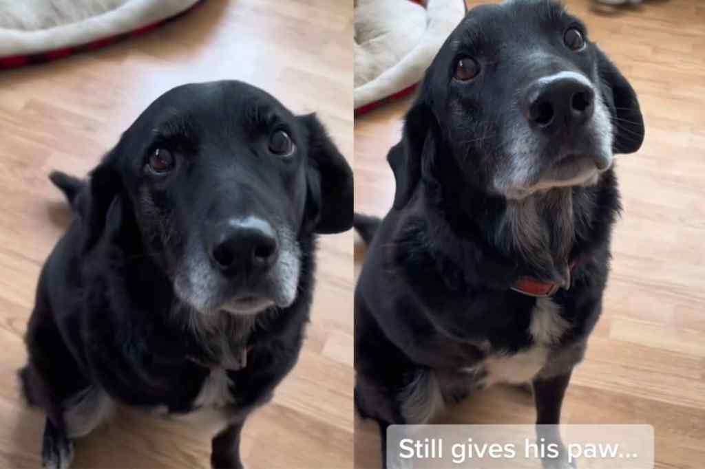Video of amputee dog