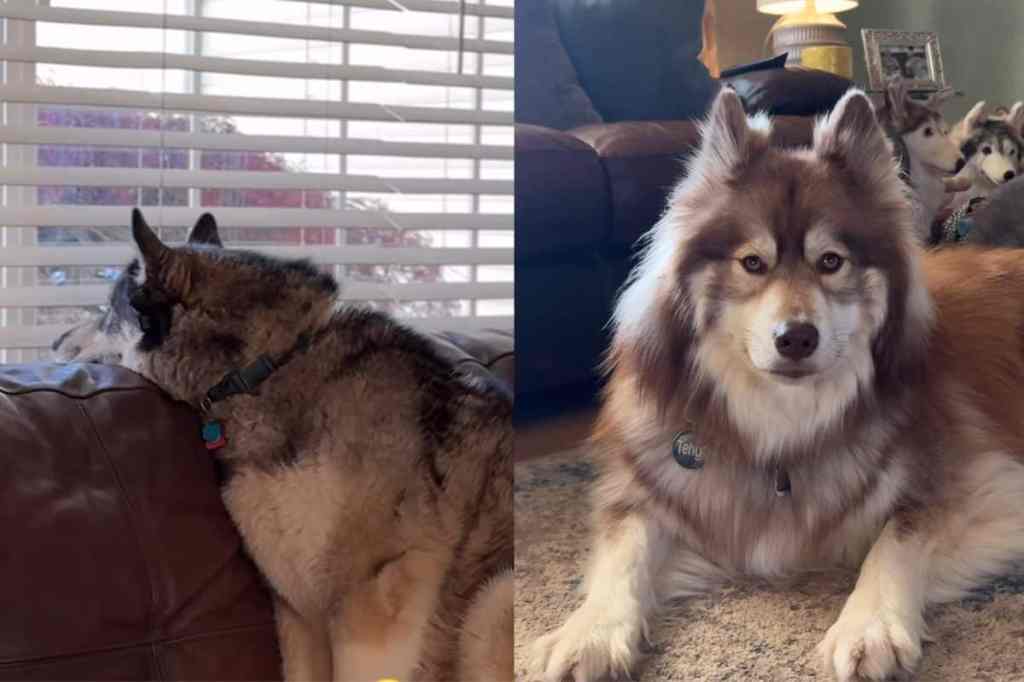 Huskies mourn loss of sibling in video.