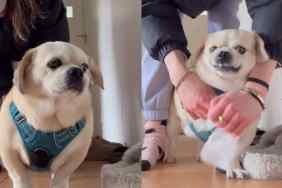Video of dog being grumpy while getting paws cleaned.