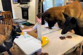 Video of dogs helping owner make treats.