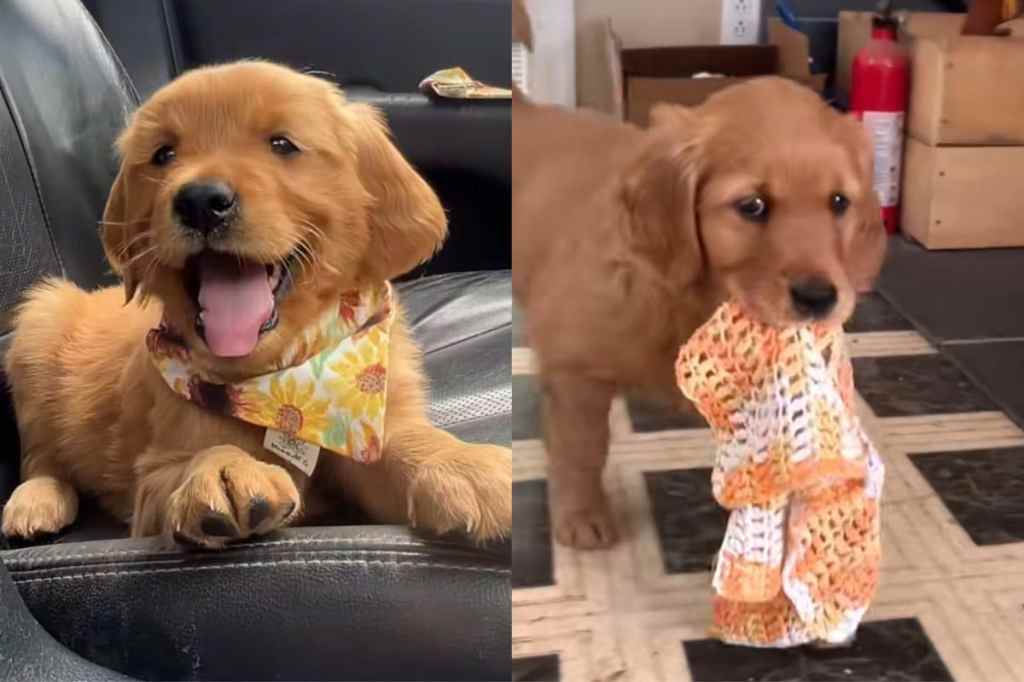 Video of puppy’s day in the life.