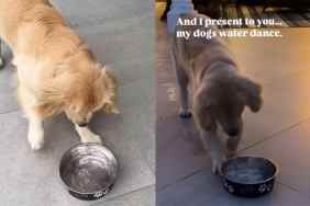 Dog water dance
