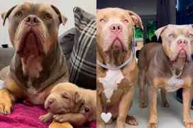 Pit Bull compilation video.