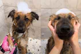 TikTok video of foster dog enjoying bath.