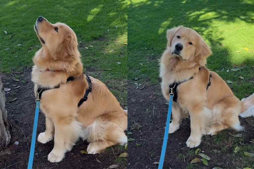 Video of dog looking for tennis ball.