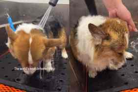 Video of world’s most defeated Corgi.