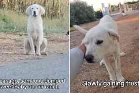 rescue dog video