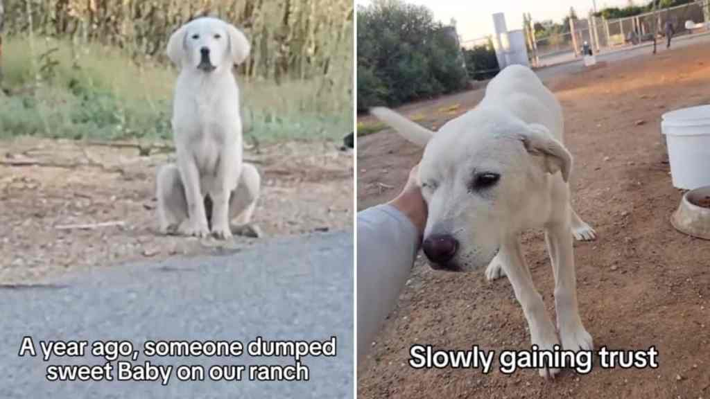 rescue dog video