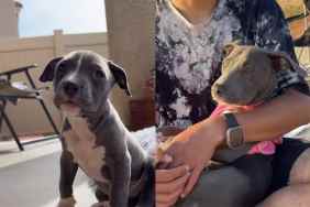 Pit Bull video