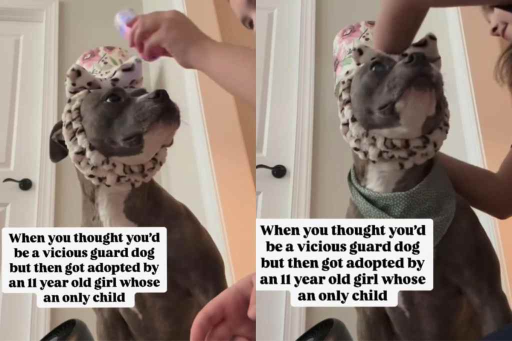 Adopted dog enjoying spa day.