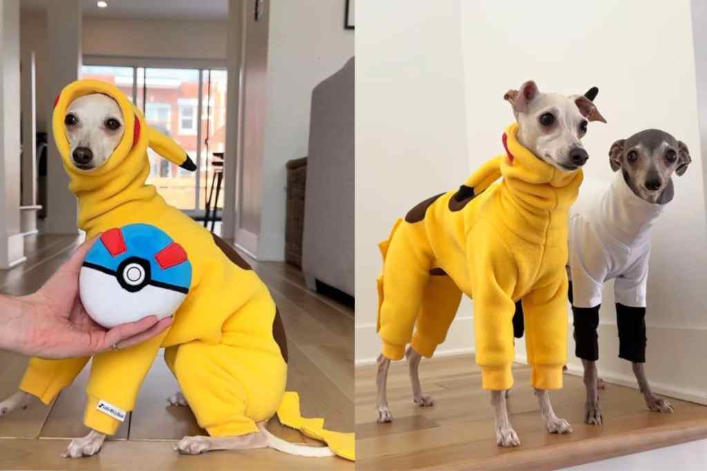 Video of dogs dressed as Pokemon characters for party.