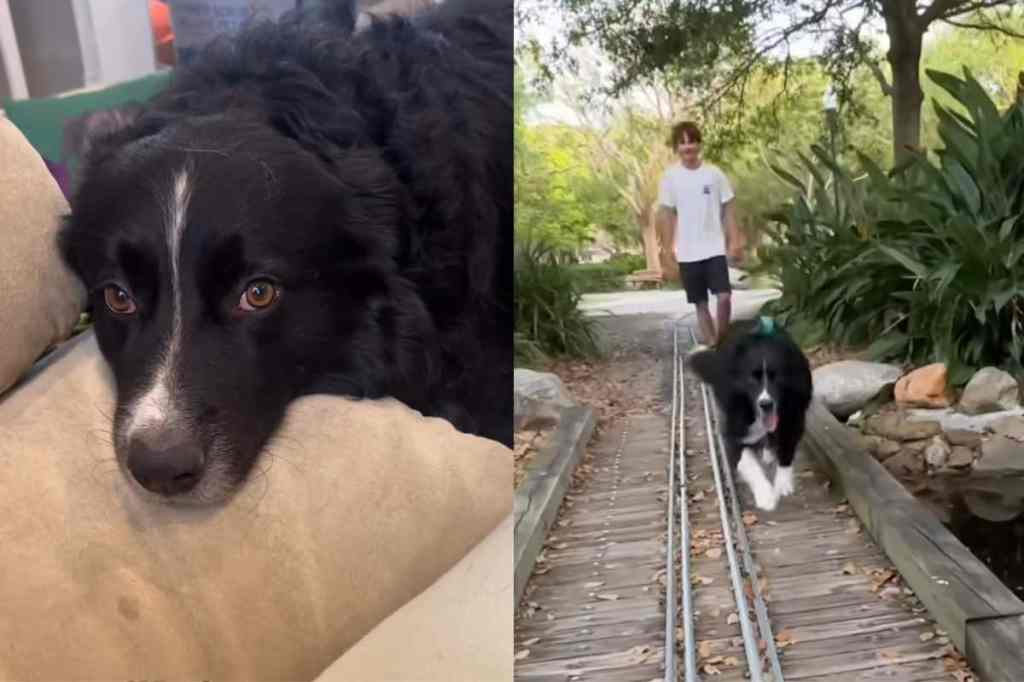 Video of dog’s different behaviors.