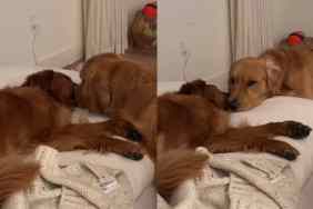 Video of dog sleeping.