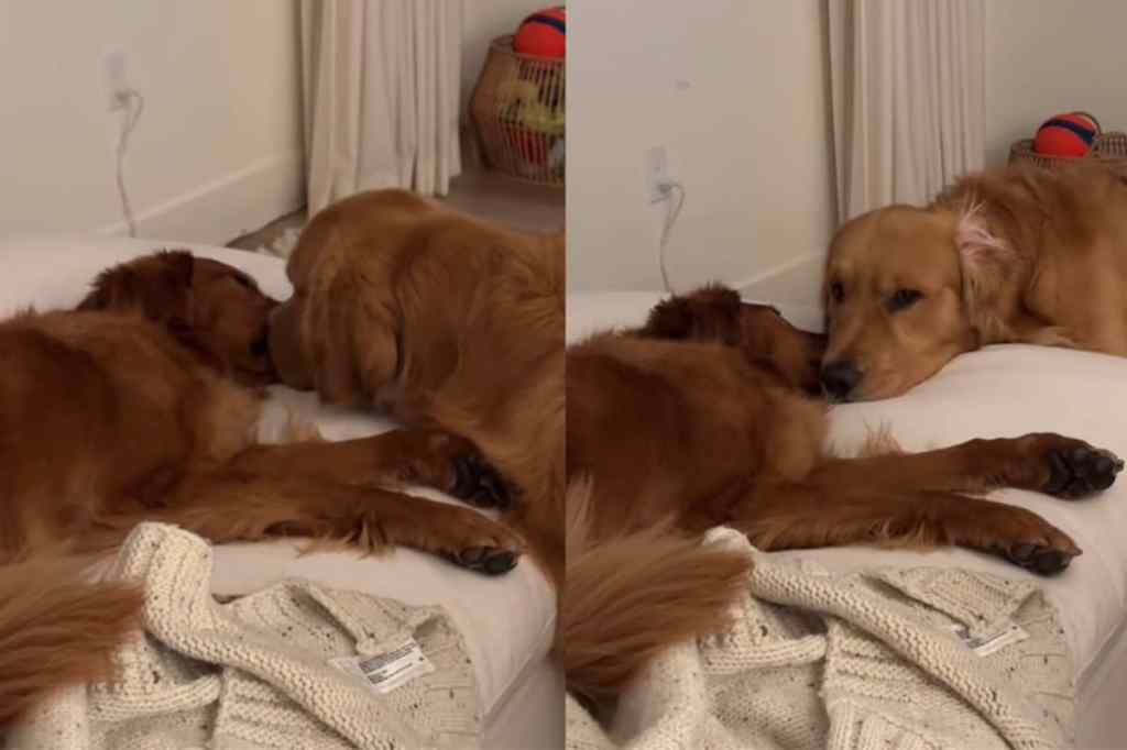 Video of dog sleeping.