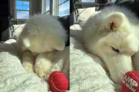 Dog confused between playing and cuddling.