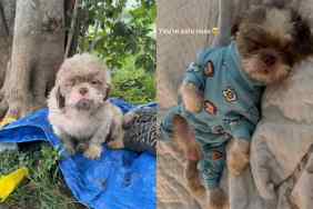 Video of dog’s transformation after rescue