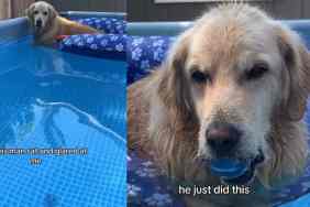 Video: Dog Makes Owner Do All the Work During Relaxing Pool Time