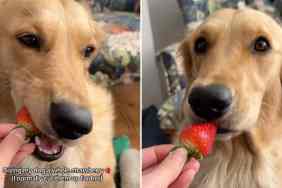 dog strawberry video