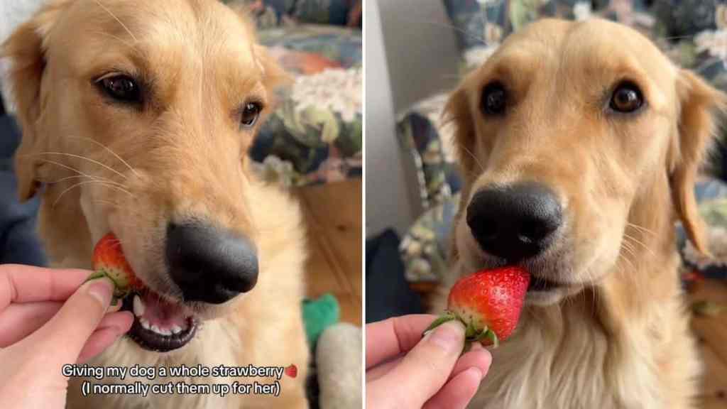 dog strawberry video