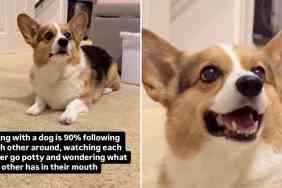 reality of living with dog