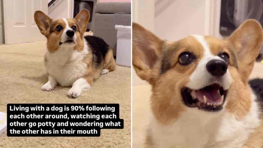 reality of living with dog