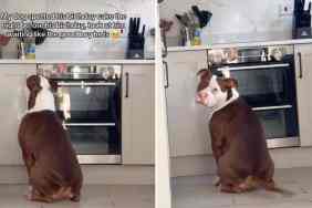 pit bull birthday cake video